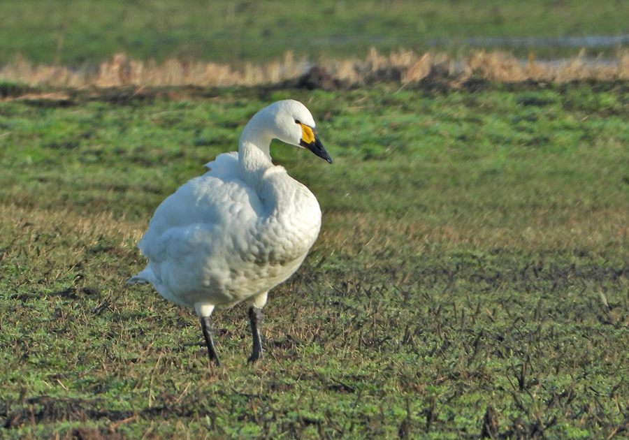 Cygnus bewickii Bewicks Swan Kleine Zwaan